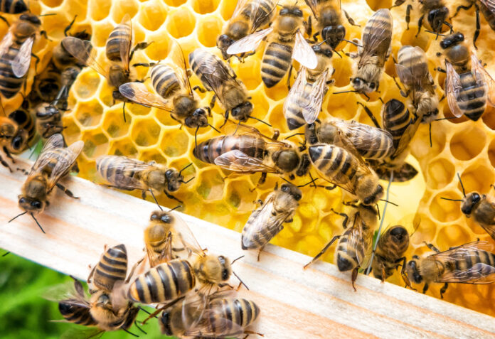 4 leçons de la vie des abeilles appliquées à l'entreprise