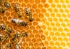 Si vous voulez gagner de l'argent, inspirez-vous des abeilles crédit Depositphotos