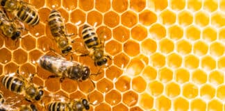 Si vous voulez gagner de l'argent, inspirez-vous des abeilles crédit Depositphotos