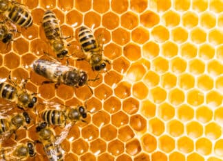 Si vous voulez gagner de l'argent, inspirez-vous des abeilles crédit Depositphotos