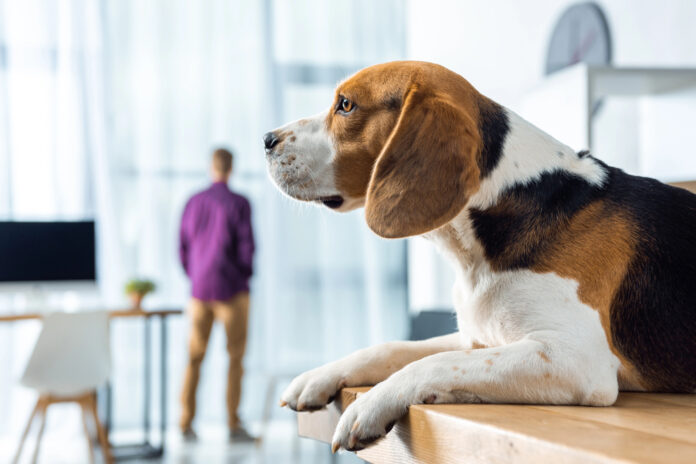 Le statut Dogfriendly, l’un des facteurs bien-être être chez dentsu